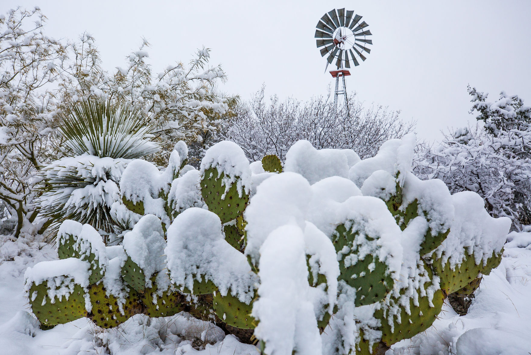 Snow in southeast Arizona